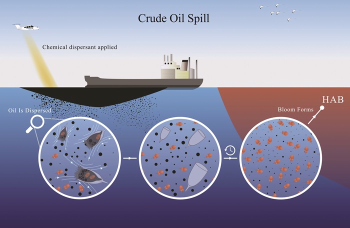 Illustration of crude oil spills can cause the initiation of harmful algal blooms