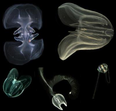 Jelly