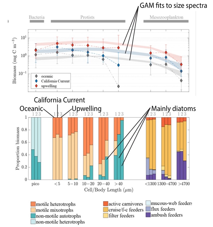 Illustrations of GAM fits to size spectra and mainly diatoms