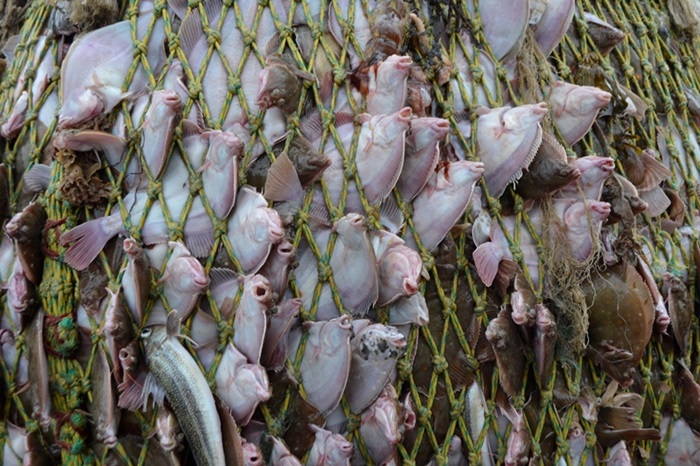 Plaice in net