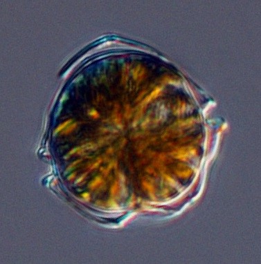 Phytoplankton