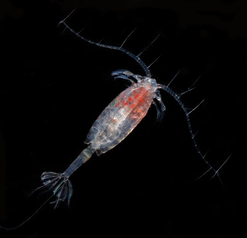 Copepod