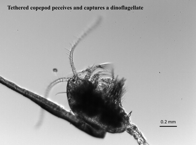 Copepod