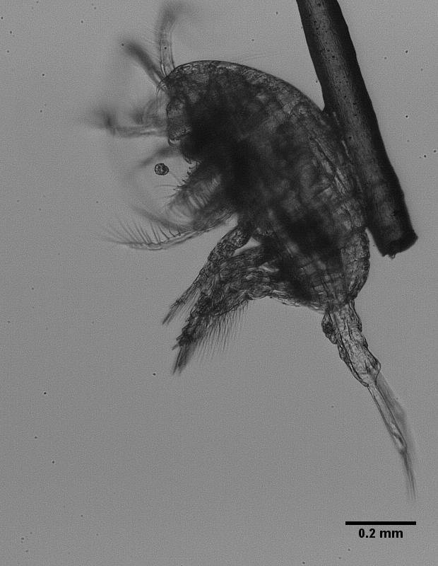 Copepod
