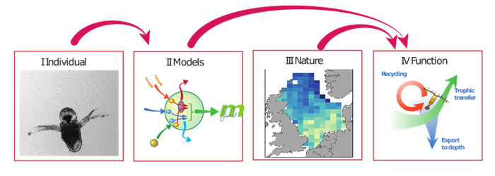 The trait based approach to Ocean Ecology