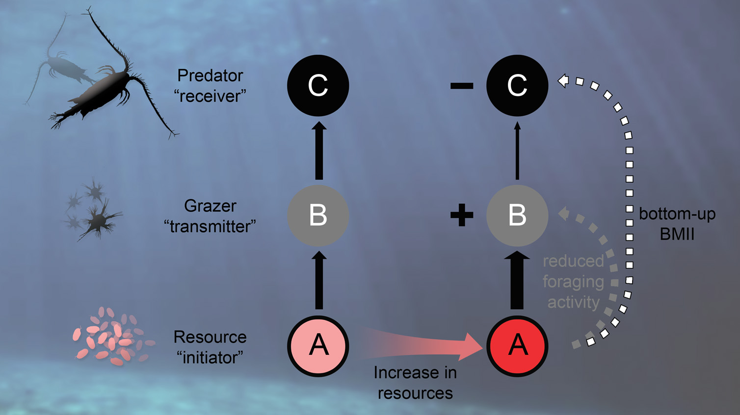 Phytoplankton abundance drives behavior mediated cascades in marine food webs