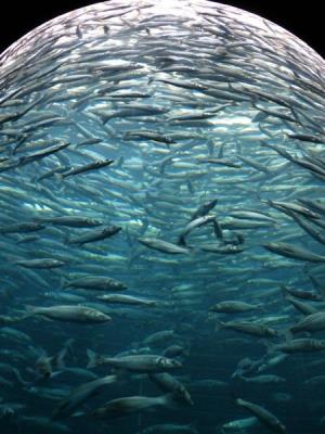 Fish behavior