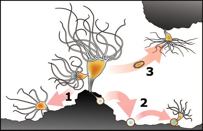 Evolution of reproductive strategies in jellyfish