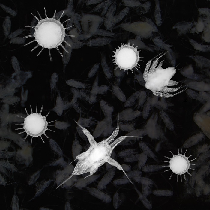 Pelagic copepods