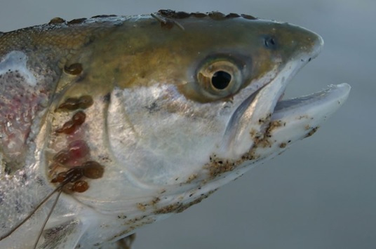 Salmon