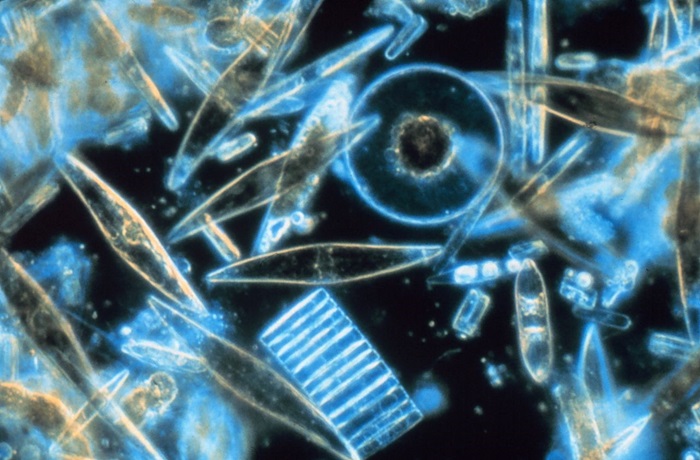 Diatom
