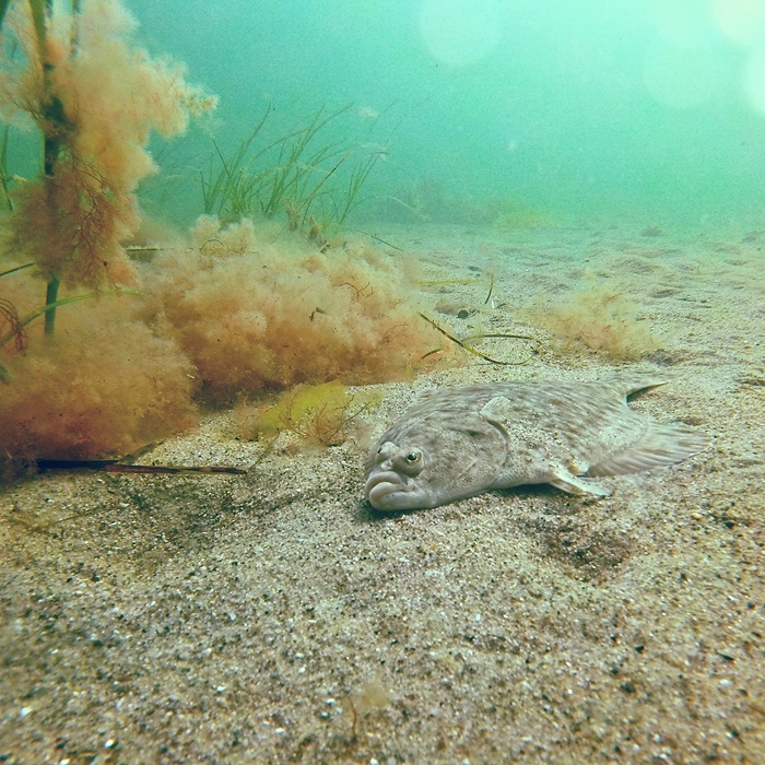 Flatfish