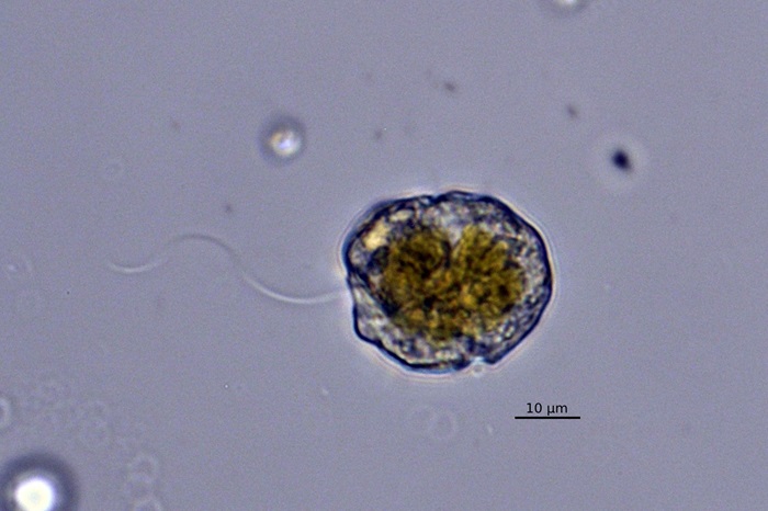 Fat plankton cells