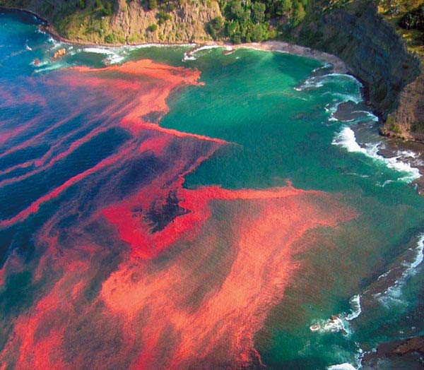Plankton communities